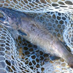 平日はのんびりと ～フィッシングパーク高島の泉～